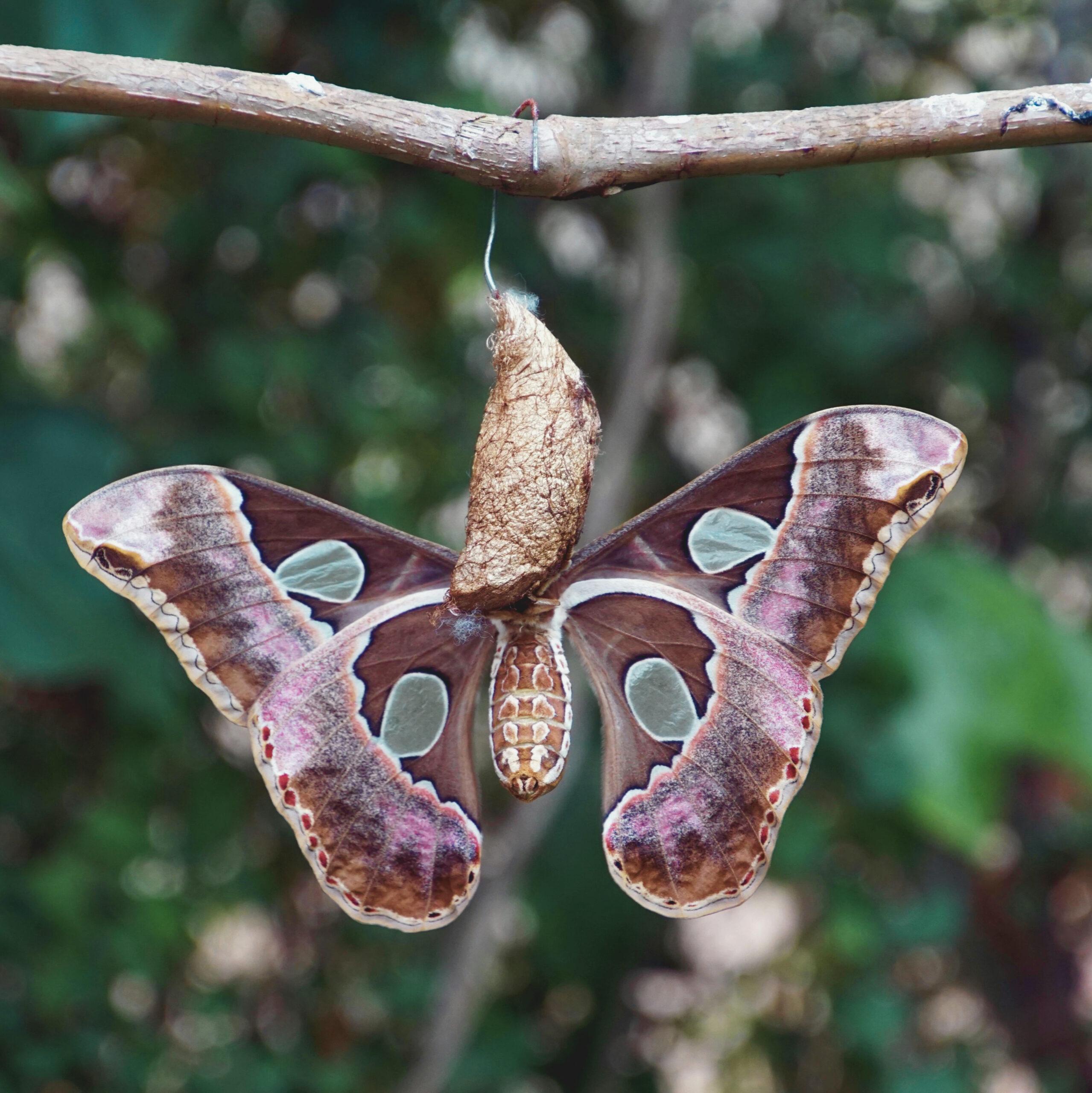 Butterfly Cacoon - edited