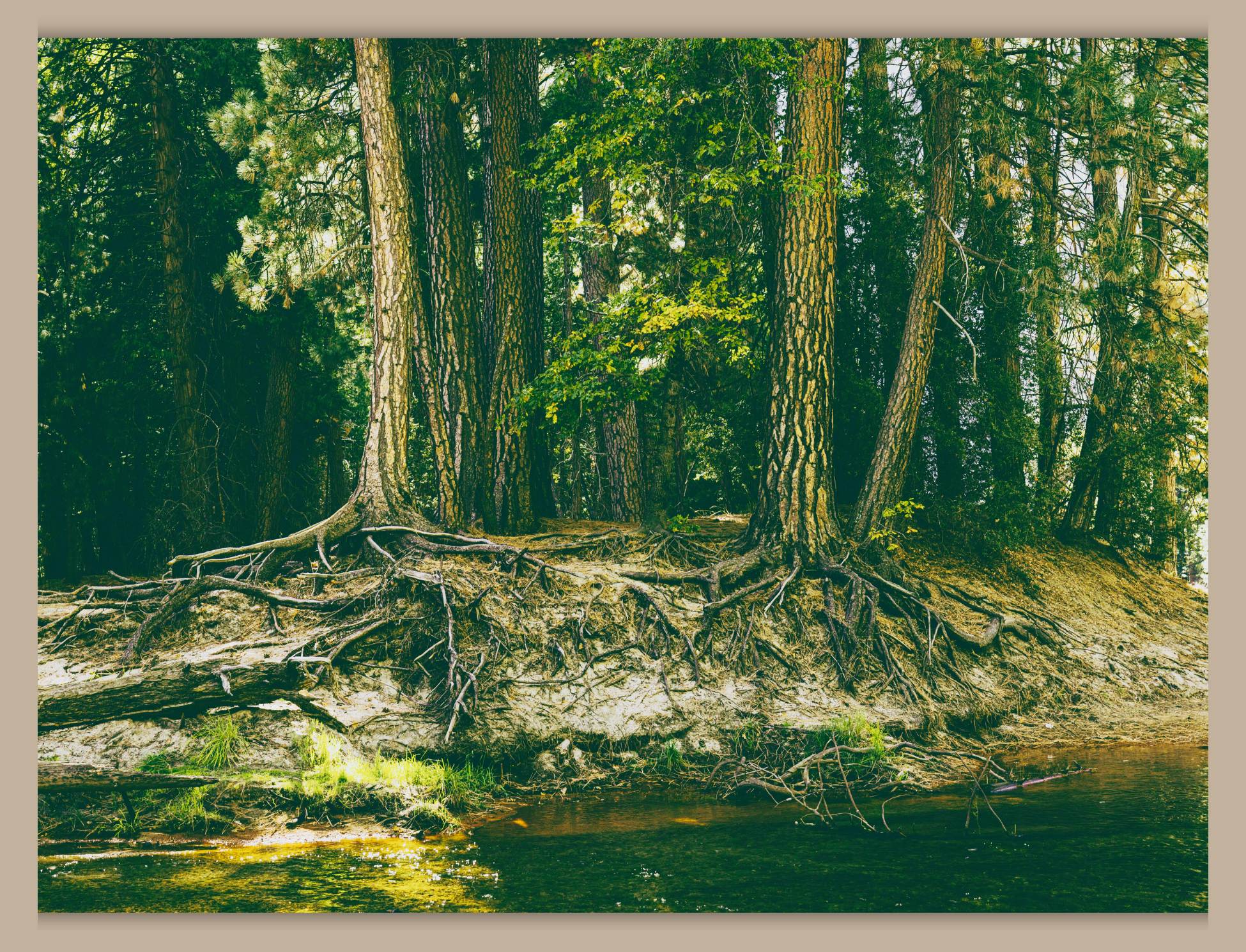 Framed Trees with Roots - vintage