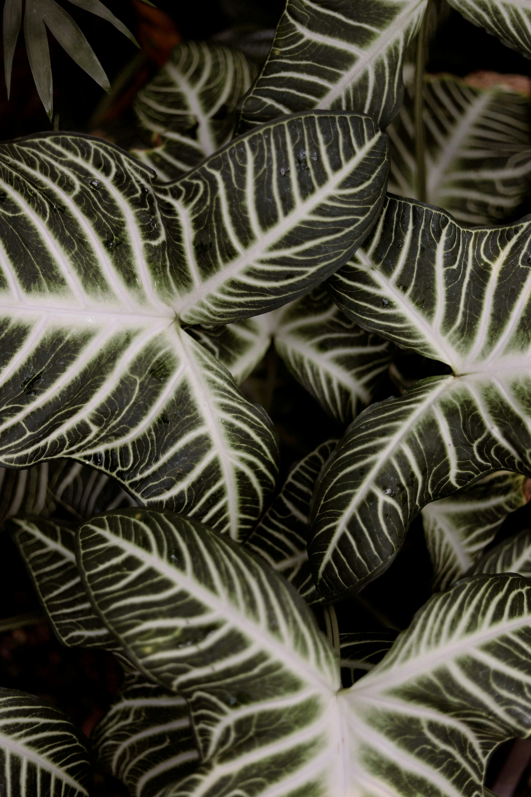 Leaves 2