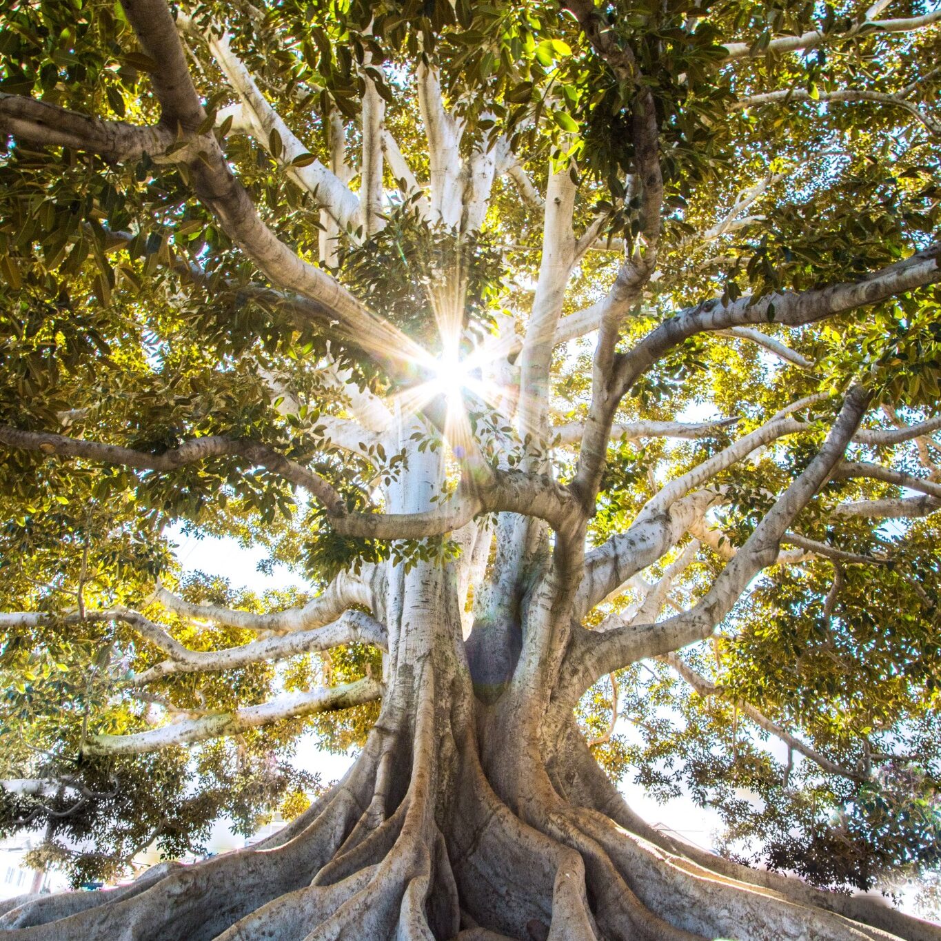 Healing Tree
