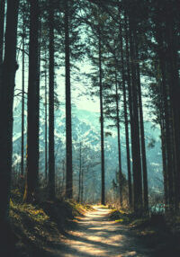 Path thru Trees to Mountain - Warm