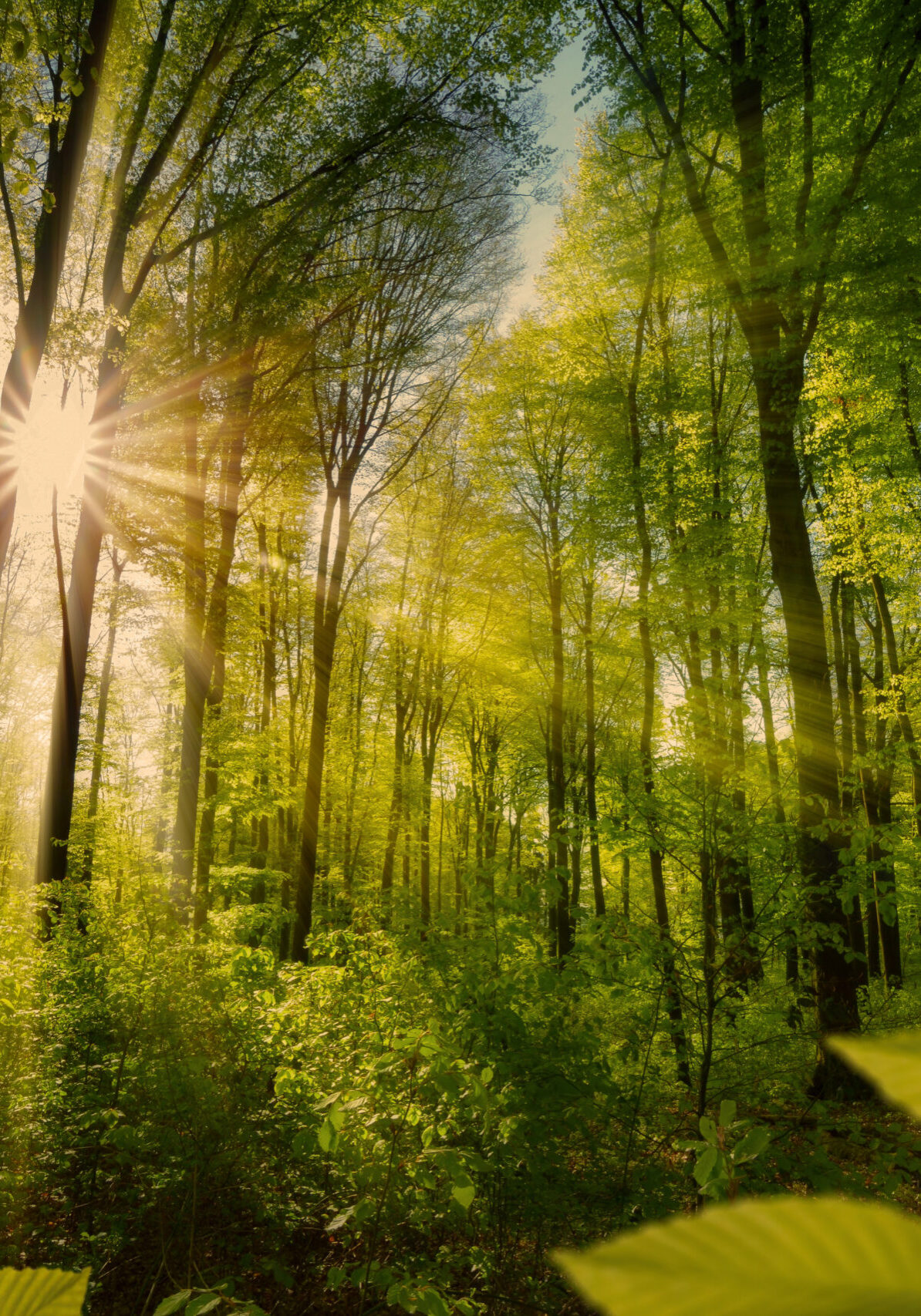 Tree - Green - Softer