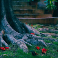 Tree and Stairs Aria