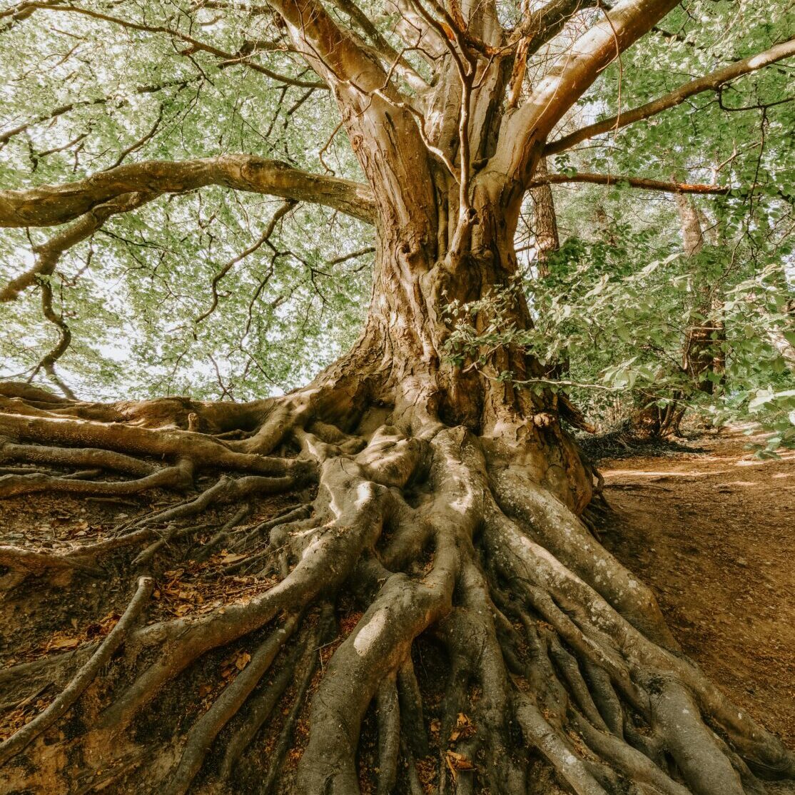 Tree with roots